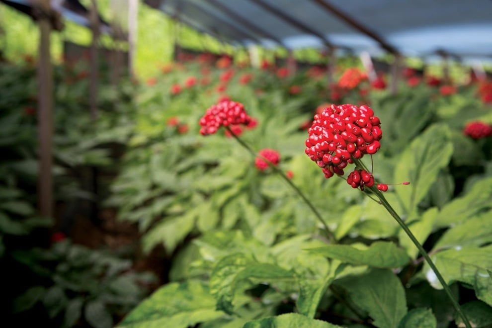 Vườn nhân sâm chính phủ KGC 6 năm tuổi