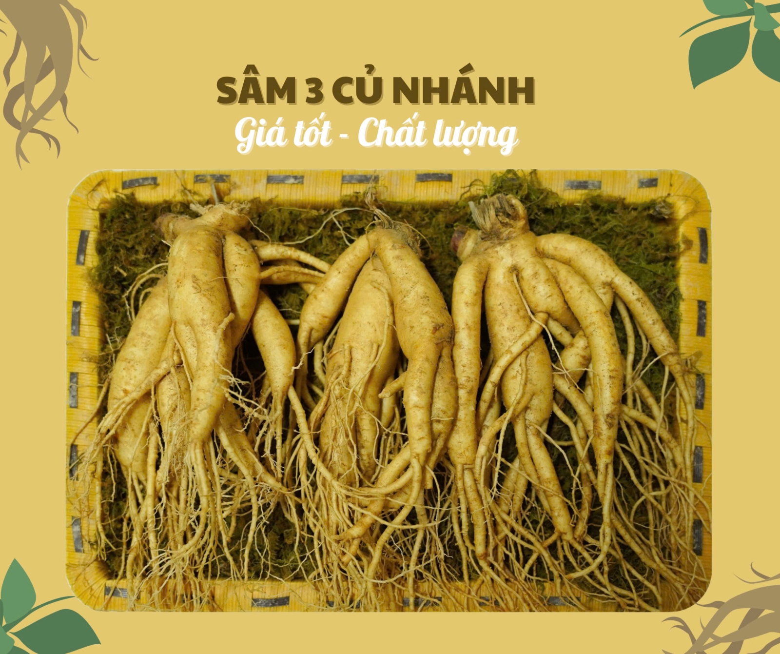 Nhân sâm củ tươi Hàn Quốc 3 củ/kg, nhánh đẹp, cực phẩm